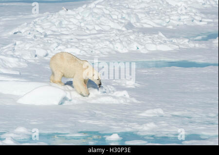 Männlichen Eisbären (Ursus Maritimus), zu Fuß über Packeis, Insel Spitzbergen, Svalbard-Archipel, Norwegen, Europa Stockfoto