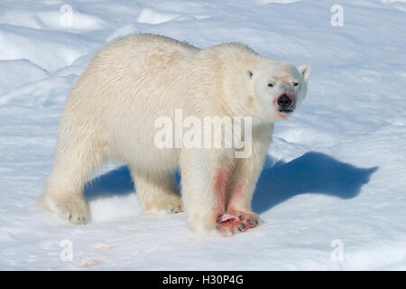 Männlichen Eisbären (Ursus Maritimus) auf dem Packeis, Fütterung auf den Resten einer preyed Dichtung, Insel Spitzbergen, Svalbard archipe Stockfoto