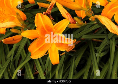 Orange Taglilien. Eine Wildblume aus dem mittleren Westen Stockfoto