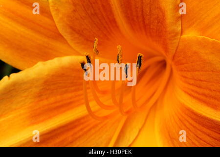 Eine Nahaufnahme von einem orange Taglilien. Eine Wildblume aus dem mittleren Westen Stockfoto