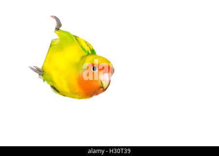 Lovebird Papagei (Agapornis Roseicollis) auf weißem Hintergrund Stockfoto