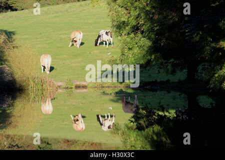 Lancaster Canal Bolton le Sands, Lancashire, UK. 2. Oktober 2016. Spiegelbild der Rinder weiden in der Herbst-Sonne am Ufer des Kanals Lancaster Credit: David Billinge/Alamy Live News Stockfoto