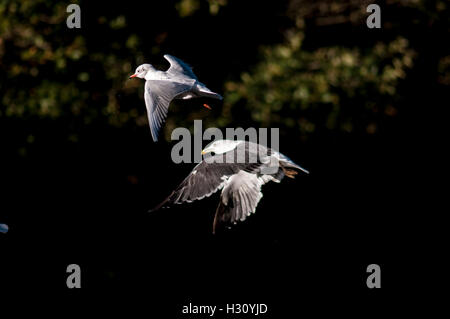 Bristol, UK. 2. Oktober 2016. UK-Wetter: Seeschwalben in Flug, Eastville Park, Bristol. Bildnachweis: Chandra Prasad/Alamy Live-Nachrichten Stockfoto