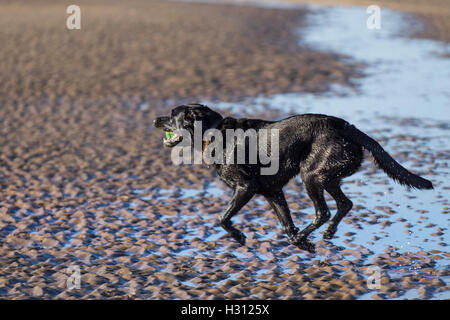 Southport, Lancashire.  2. Oktober 2016.  UK Wetter: Guter start in den Tag mit klarem Himmel und Sonnenschein wie Hundebesitzer ihre Hunde am Strand von Ainsdale ausüben. . Bildnachweis: MediaWorld Bilder/Alamy Live-Nachrichten Stockfoto