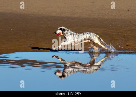 Southport, Lancashire.  2. Oktober 2016.  UK Wetter: Guter start in den Tag mit klarem Himmel und Sonnenschein wie Hundebesitzer ihre Hunde am Strand von Ainsdale ausüben.  Bildnachweis: MediaWorld Bilder/Alamy Live-Nachrichten Stockfoto