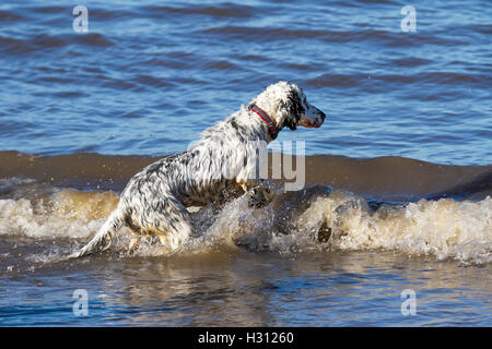 Southport, Lancashire.  2. Oktober 2016.  UK Wetter: Guter start in den Tag mit klarem Himmel und Sonnenschein wie Hundebesitzer ihre Hunde am Strand von Ainsdale ausüben.  Bildnachweis: MediaWorld Bilder/Alamy Live-Nachrichten Stockfoto