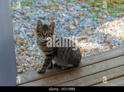 Zaghaft wilde Tabby Katze schaut in die Kamera, Angst, herbstlichen Farben Farben hinter Stockfoto