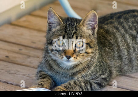 Zaghaft wilde Tabby Katze schaut in die Kamera, Angst, herbstlichen Farben Farben hinter Stockfoto
