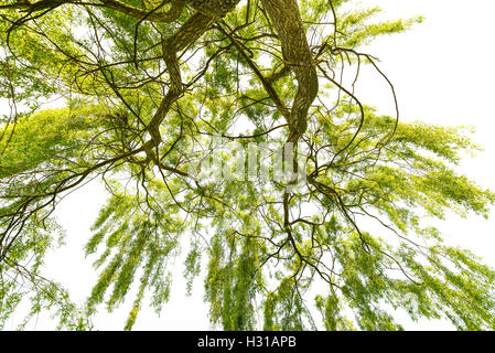 Weinende Weide (Salix Babylonica) auf weißem Hintergrund Stockfoto