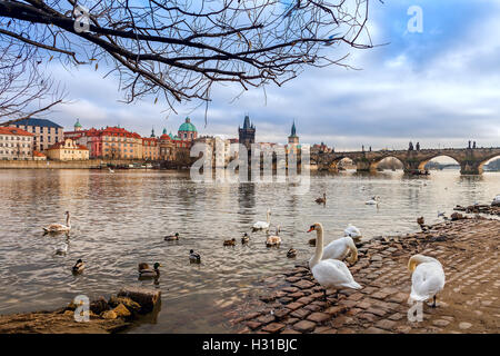 Schwäne und Enten auf Stein Ufer der Moldau als Karlsbrücke auf Hintergrund in Prag, Tschechien. Stockfoto