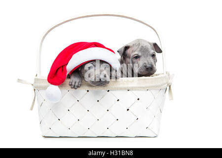 Zwei thai Ridgeback Welpen in Weihnachten GAP in Korb Stockfoto