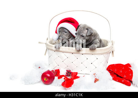 Zwei thai Ridgeback Welpen in Weihnachten GAP in Korb Stockfoto