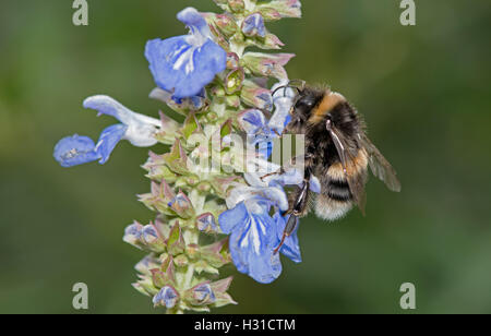 White-tailed Bumblebee Bombus Lucorum ernährt sich von Salvia. Stockfoto