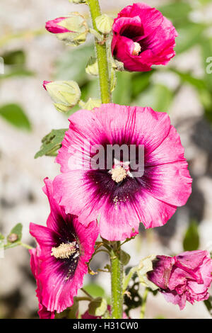 Zentrierte dunkelrosa Blüten Biennale Stockrose, Alcea Rosea, eine Hütte Gartenpflanze. Stockfoto