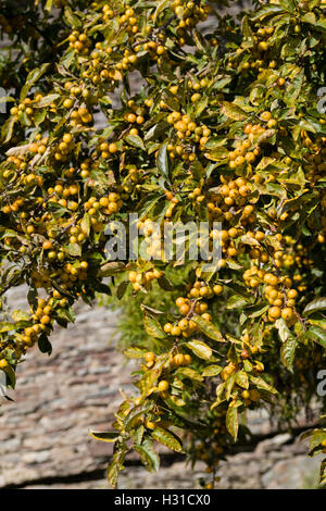 Gelbe Herbst Früchte des Baumes dekorative kleine Laub-Crab Apple, Malus 'Golden Hornet' Stockfoto