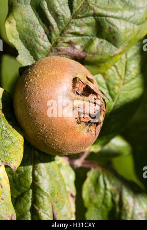 Warzige Herbst Früchte der Mispel, canescens germanica Stockfoto