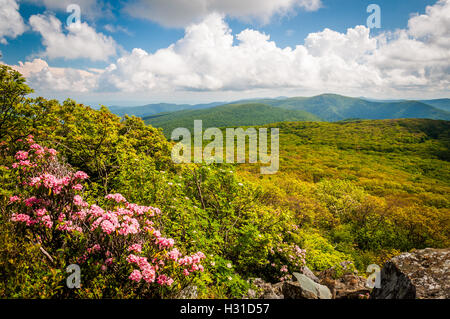 Mountain Laurel und Blick auf die Blue Ridge auf steinigen Mann Klippen im Shenandoah-Nationalpark, Virginia. Stockfoto