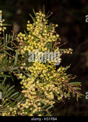 Cluster von gelben Blüten & feine grüne Blätter der Akazie Fimbriata, Brisbane Flechtwerk, australische Ureinwohner, vor einem dunklen Hintergrund Stockfoto