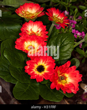 Cluster von spektakulären lebhafte rote Blumen mit kontrastierenden gelben Zentren und dunkelgrüne Blätter von Gerbera Jamesonii, eine mehrjährige Stockfoto