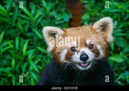 Roter Panda hautnah Stockfoto