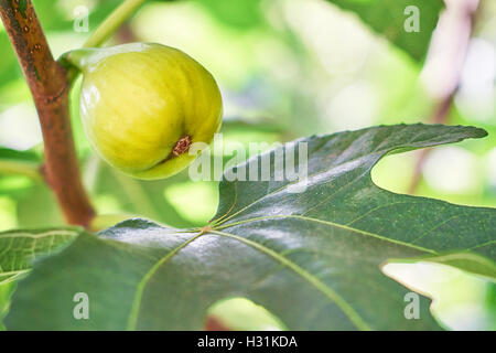 Nahaufnahme von grünen Feigen und Blatt am Feigenbaum. Textfreiraum Stockfoto