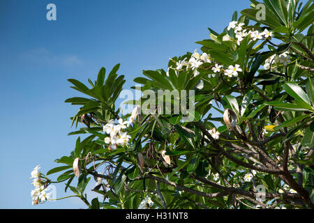 Indonesien, Bali, Singaraja, alten Hafenviertel, Frangipani-Baum in Blüte Stockfoto