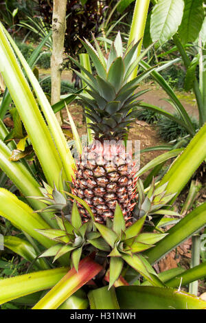 Indonesien, Bali, Lovina, Anturan Dorf, Ananas wachsen im Garten Stockfoto