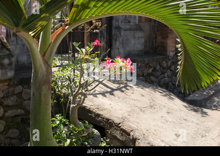 Indonesien, Bali, Lovina, Anturan Dorf, Flora, Wüstenrose Adenium Obesum rot- und tropischen Blumen Stockfoto