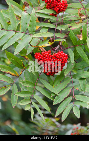 Blätter und Beeren der amerikanischen Eberesche, Islesford, Maine. Stockfoto