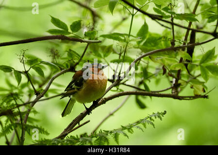 Männliche Buchfink, Fringilla Coelebs, im Sommer Wald, West Lothian, Schottland, UK Stockfoto