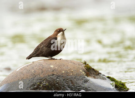 Weißer-throated Schöpflöffel Cinclus Cinclus, Fluss Avon, West Lothian, Schottland, UK Stockfoto