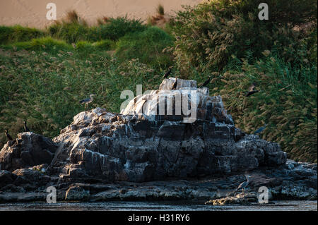 Ägypten. Assuan steht am Ostufer des Nils. Kormorane. Stockfoto