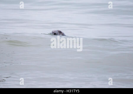 Schwimmen Seehunde - Halbinsel Cape Code, Atlantik Stockfoto