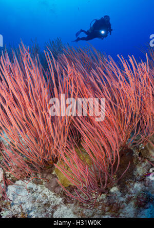 QZ40320-D. Meer-Peitsche Korallen (Ellisella SP.) und Scuba Diver (Modell freigegeben). Australien, Great Barrier Reef und Pazifischen Ozean. Foto Stockfoto