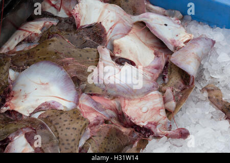 Haie auf dem Fischmarkt in Cape Cod, USA Stockfoto