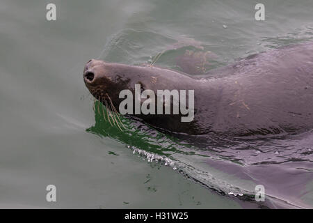 Schwimmen Seehunde - Halbinsel Cape Code, Atlantik Stockfoto