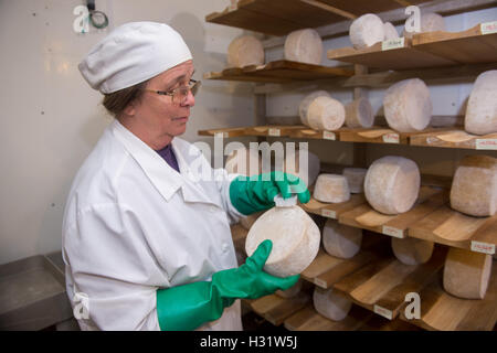 Frau schrubben Ziegenkäse auf einem Milchviehbetrieb und rohen Ziege Milch Käse Produktionsstätte in Harrison, Maine Stockfoto