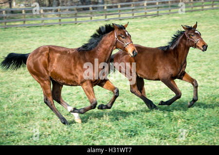 Zwei Pferde laufen nebeneinander in einem eingezäunten Bereich auf einem Bauernhof in Maryland. Stockfoto