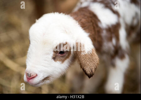 Nahaufnahme von einem neugeborenen Lamm auf einem Bauernhof in Maryland Stockfoto