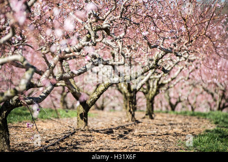 Zeilen der Pfirsichbäume auf einer Obstplantage in Maryland Stockfoto