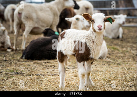 Braune und weiße Lamm auf einem Bauernhof in Maryland Stockfoto