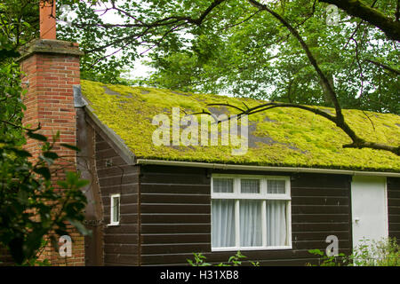 Smaragd grünes Moos wachsen auf und die gesamte Dach braun Holzhaus in feuchten schattigen Wälder in England Stockfoto