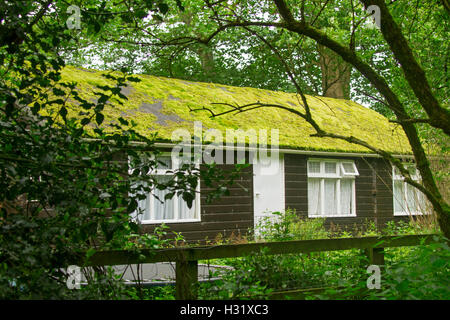 Smaragd grünes Moos wachsen auf und die gesamte Dach braun Holzhaus in feuchten schattigen Wälder in England Stockfoto