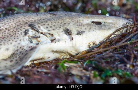 Tote Fische an einem Strand angespült in Seetang mit Flies abgedeckt. Faulen Fisch. Stockfoto