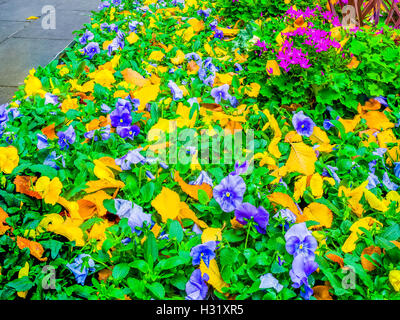Farbenfrohe Blumen auf einem Fußweg in Melbourne, Victoria, Australien Stockfoto