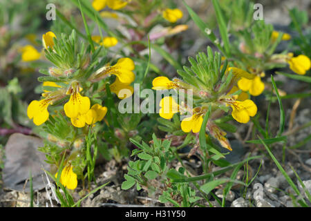 Boden-Kiefer oder gelbe Bugle - Ajuga Chamaepitys Mittelmeer wilde Blume Stockfoto