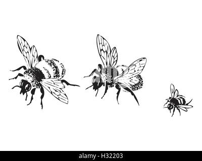 Vektor Gravur Antike Darstellung der Honig fliegen die Bienen, isoliert auf weißem Hintergrund. Satz von fliegenden Bienen in Folge Stock Vektor