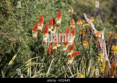 Eine Sammlung von Aloe-Pflanzen blühen in Südafrika, wo Gruppen von gelb, orange oder rote Röhrenblüten, Winkel nach unten Stockfoto