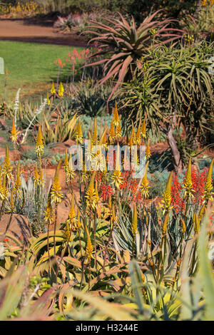 Eine Sammlung von Aloe-Pflanzen blühen in Südafrika, wo Gruppen von gelb, orange oder rote Röhrenblüten, Winkel nach unten Stockfoto