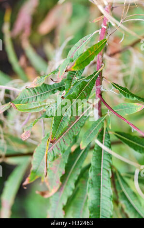 Stengel und Blätter von Weidenröschen (Chamerion Angustifolium) auf kleine Cranberry Island, Maine. Stockfoto